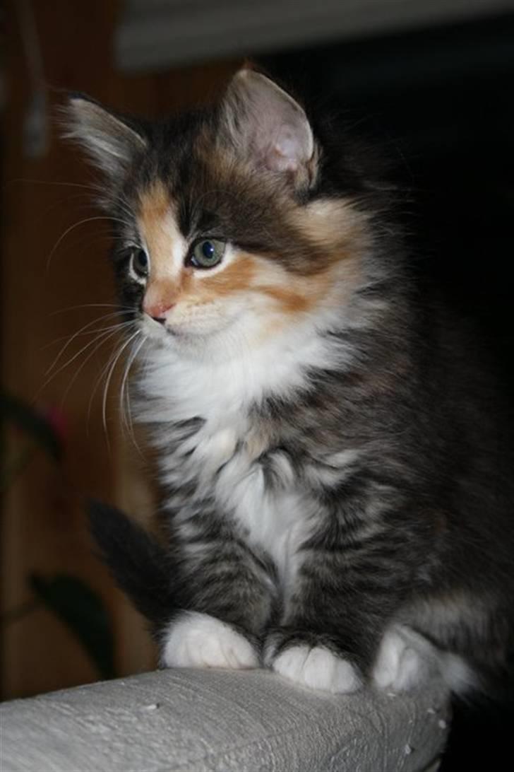 Blanding af racer Lisa billede 7