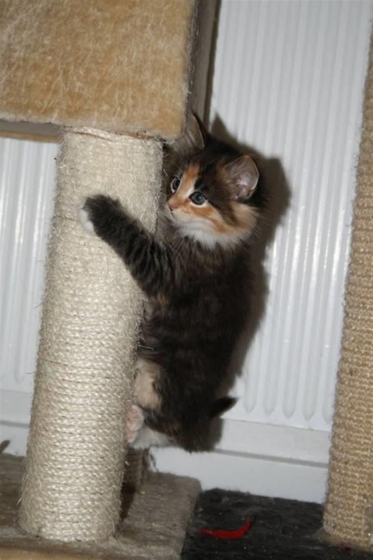 Blanding af racer Lisa billede 8