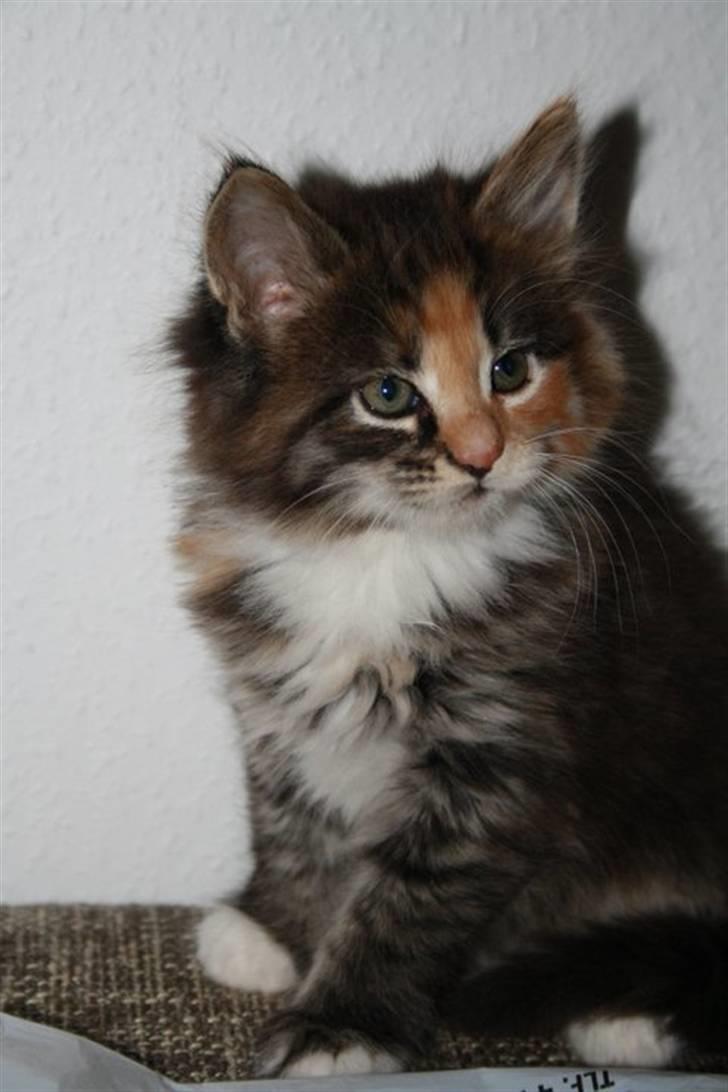 Blanding af racer Lisa billede 9