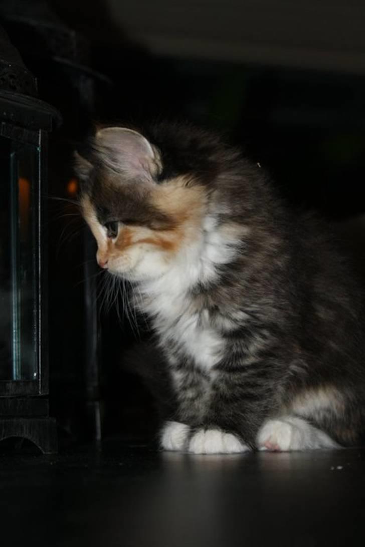 Blanding af racer Lisa billede 10