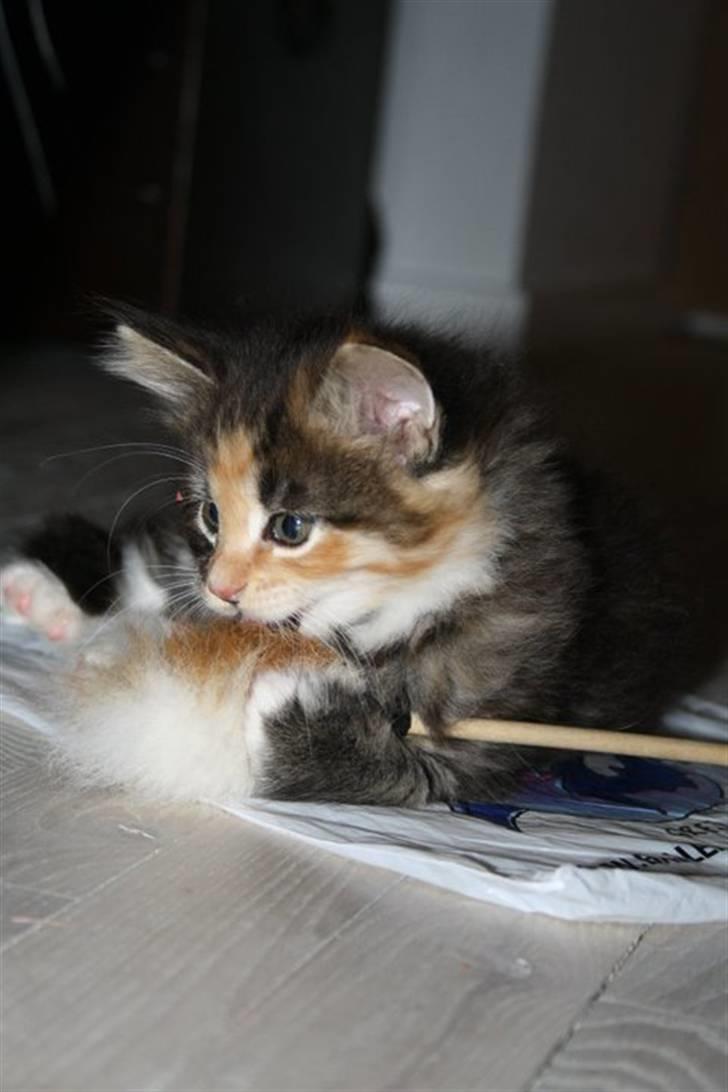 Blanding af racer Lisa billede 11