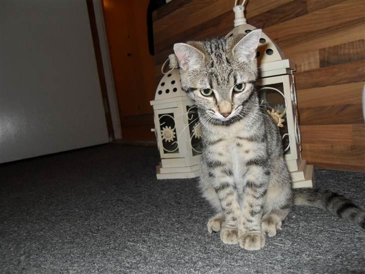 Huskat Mis billede 1