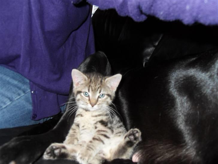 Huskat Mis billede 3