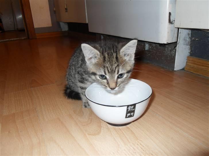 Huskat Mis billede 4