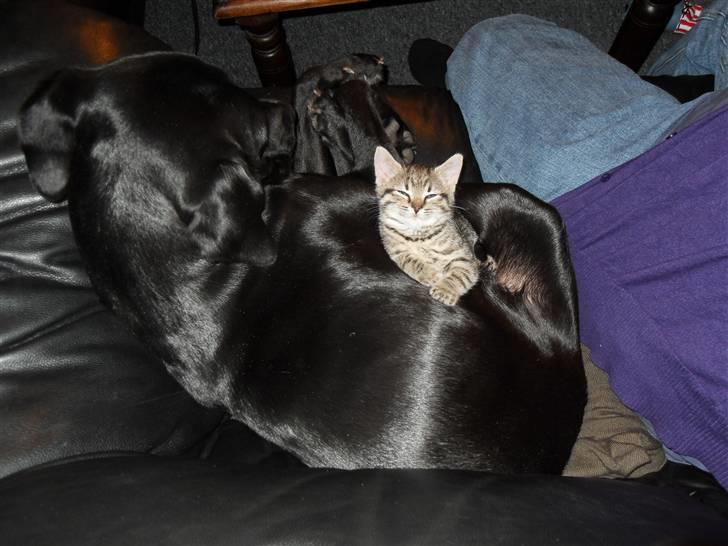 Huskat Mis billede 5