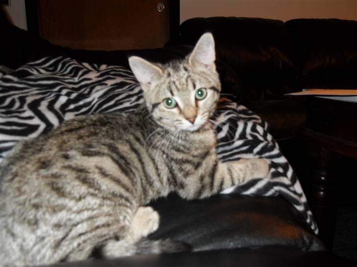 Huskat Mis billede 6