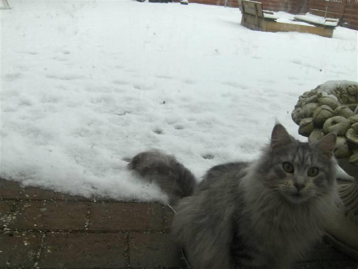 Maine Coon Lauretta Para Mi billede 1