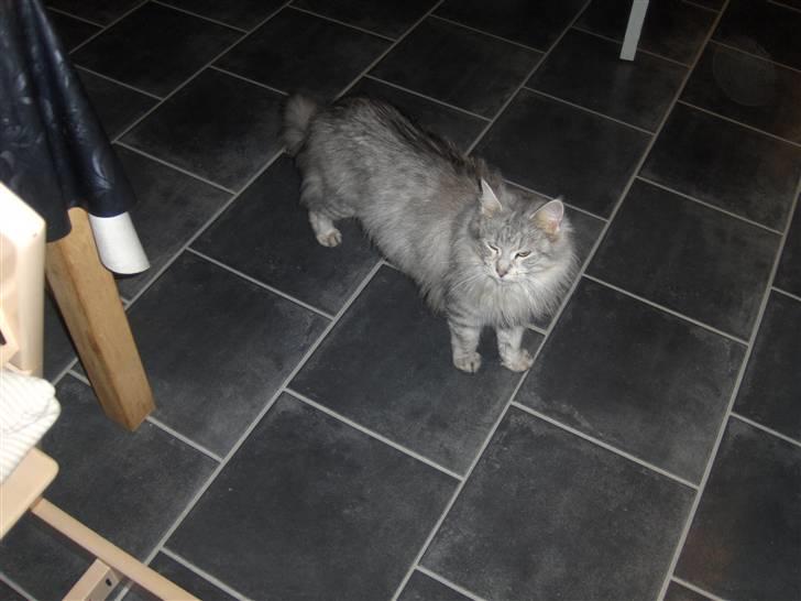 Maine Coon Lauretta Para Mi billede 2