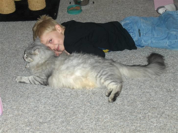 Maine Coon Lauretta Para Mi billede 3