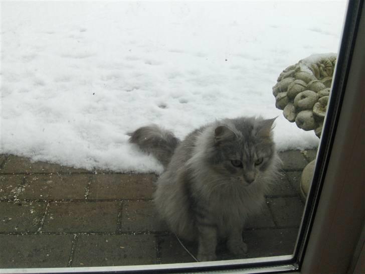 Maine Coon Lauretta Para Mi billede 4