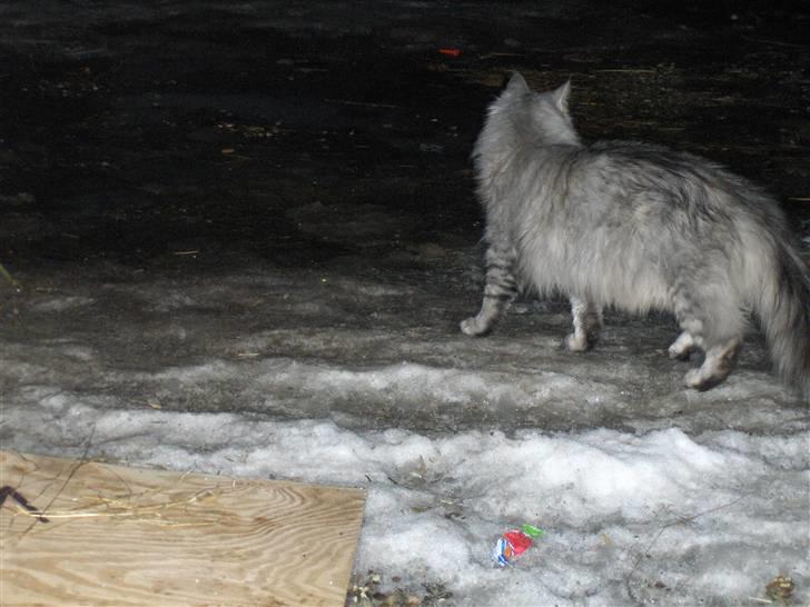 Maine Coon Lauretta Para Mi billede 5