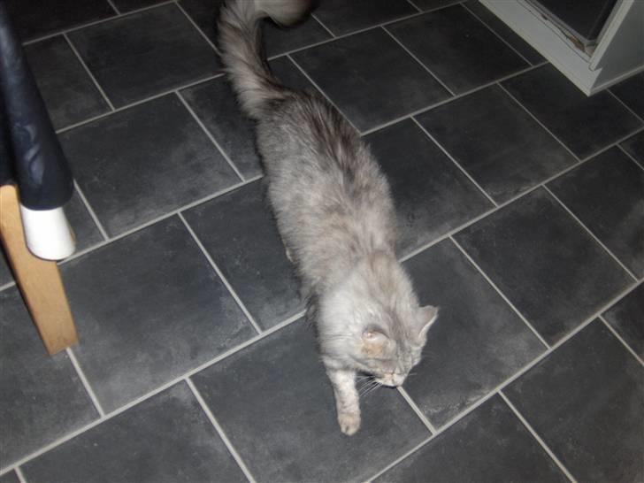 Maine Coon Lauretta Para Mi billede 6