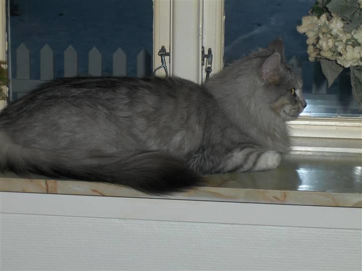 Maine Coon Lauretta Para Mi billede 7
