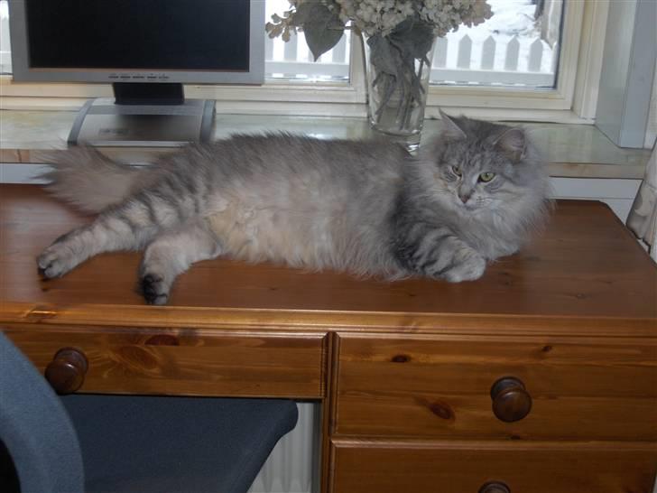 Maine Coon Lauretta Para Mi billede 8