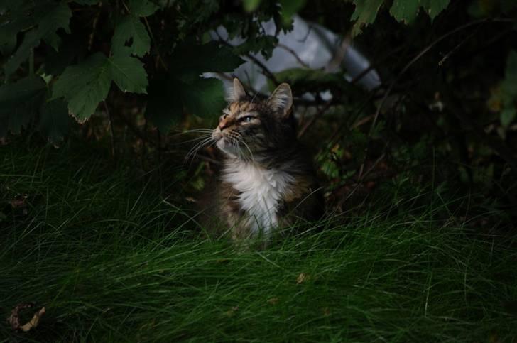 Maine Coon DK True Trust Unit Pride billede 1