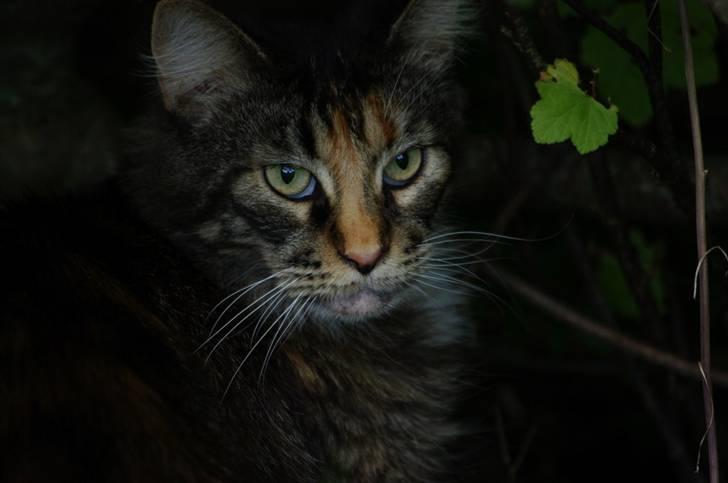 Maine Coon DK True Trust Unit Pride billede 2