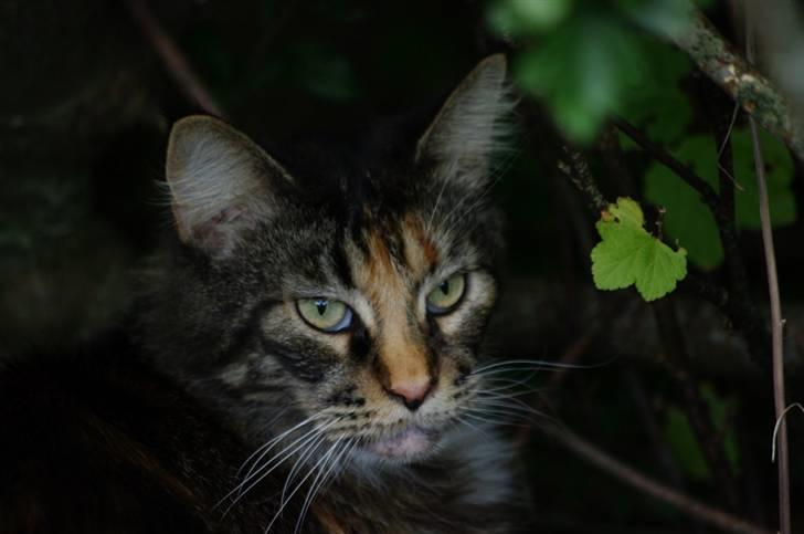 Maine Coon DK True Trust Unit Pride billede 3