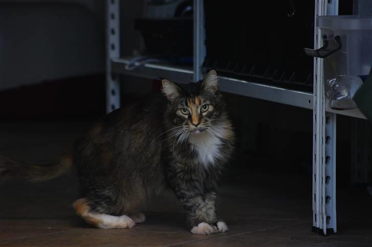 Maine Coon DK True Trust Unit Pride billede 4