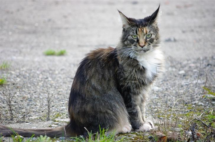 Maine Coon DK True Trust Unit Pride billede 5