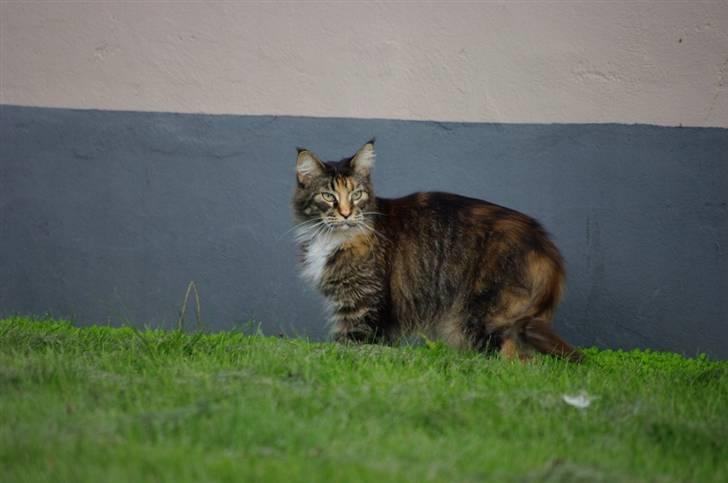 Maine Coon DK True Trust Unit Pride billede 6