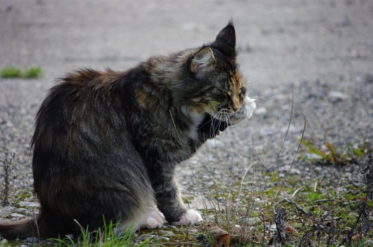 Maine Coon DK True Trust Unit Pride billede 7