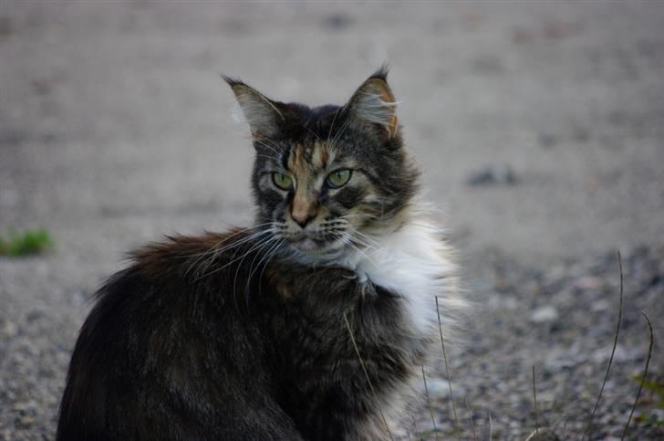 Maine Coon DK True Trust Unit Pride billede 8