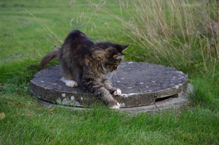 Maine Coon DK True Trust Unit Pride billede 9