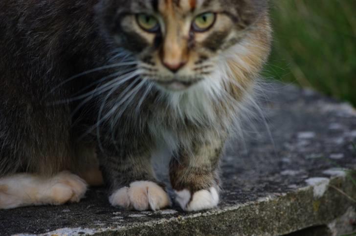 Maine Coon DK True Trust Unit Pride billede 10