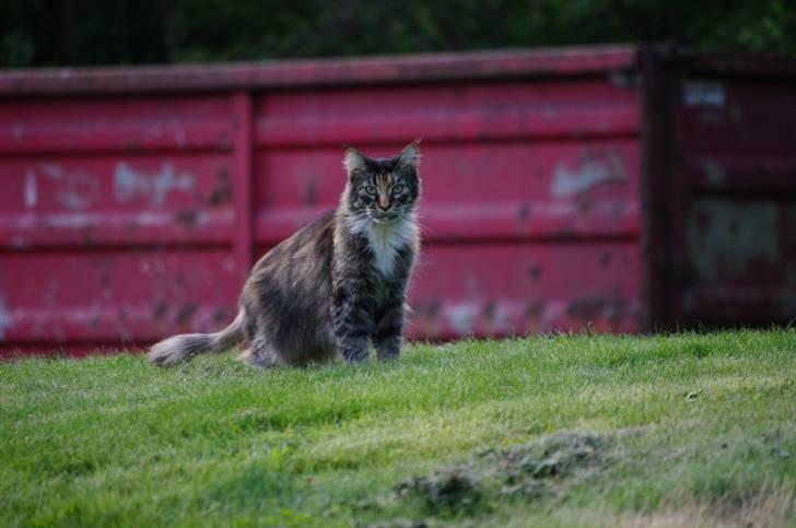Maine Coon DK True Trust Unit Pride billede 11