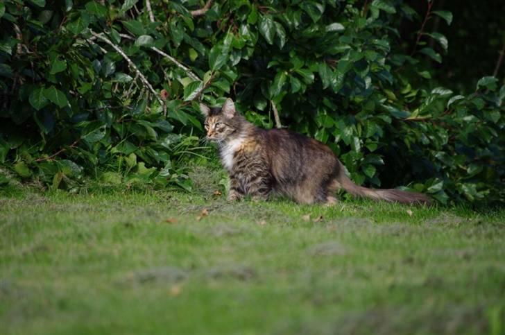 Maine Coon DK True Trust Unit Pride billede 12