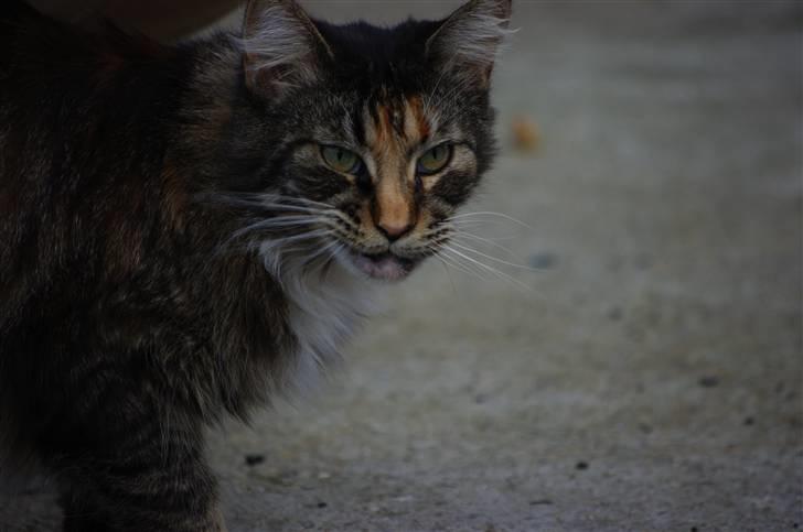 Maine Coon DK True Trust Unit Pride billede 13