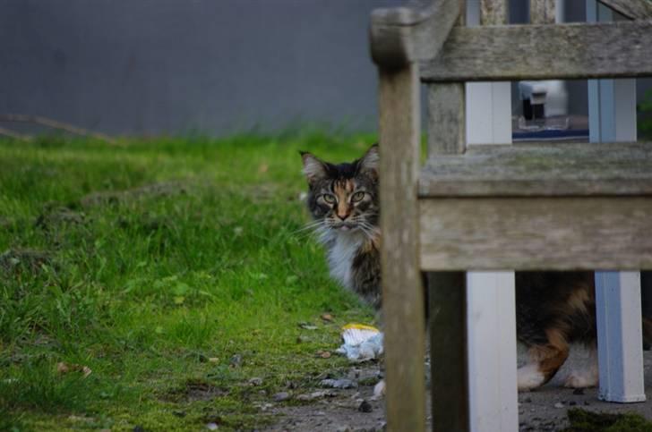 Maine Coon DK True Trust Unit Pride billede 14