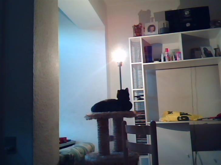 Huskat Blacky SOLGT - nasakada sover på sit kræsse bræt billede 10