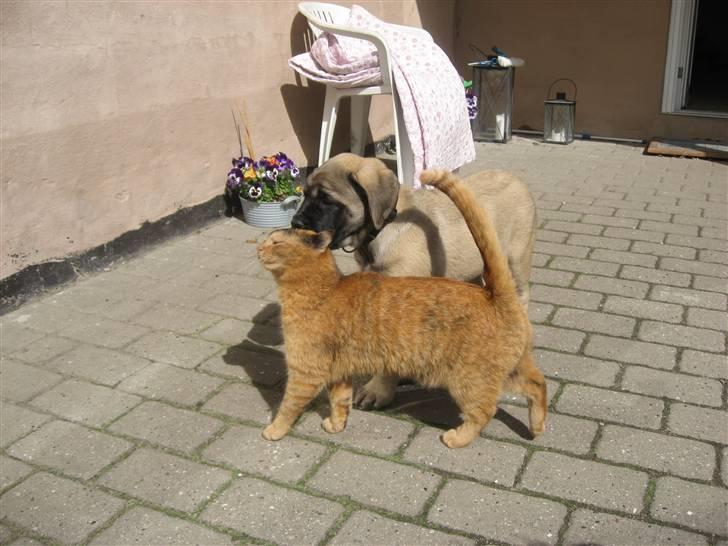 Blanding af racer Gimbe - Gimmbe og Alberte ( Engelsk Mastiff hvalp) billede 4