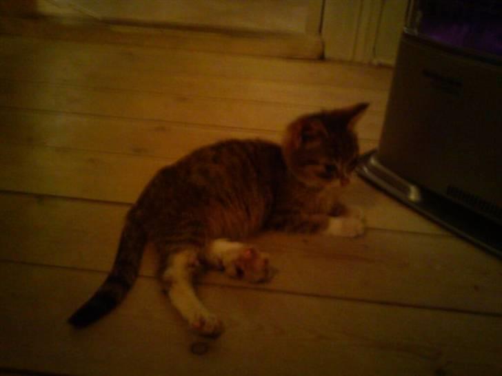 Huskat Lillemis :'( Savner dig!!!!  R.I.P :'( - Lillemis Varmer sig foran ovenen <3 billede 10