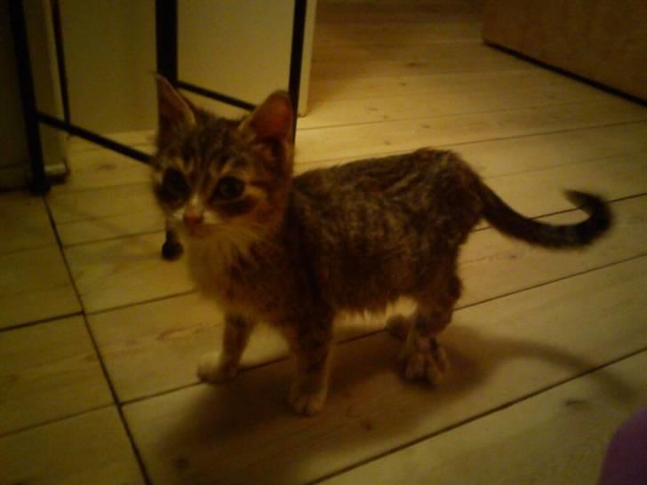 Huskat Lillemis :'( Savner dig!!!!  R.I.P :'( - Avs avs der kan man se hendes Venstre bag pote den er meget størrer end de andre :´( billede 11