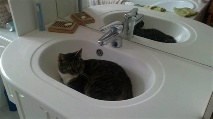 Huskat Line - Hehe ja der kan man os sove :) Line finder altid nye sove pladser x) billede 10