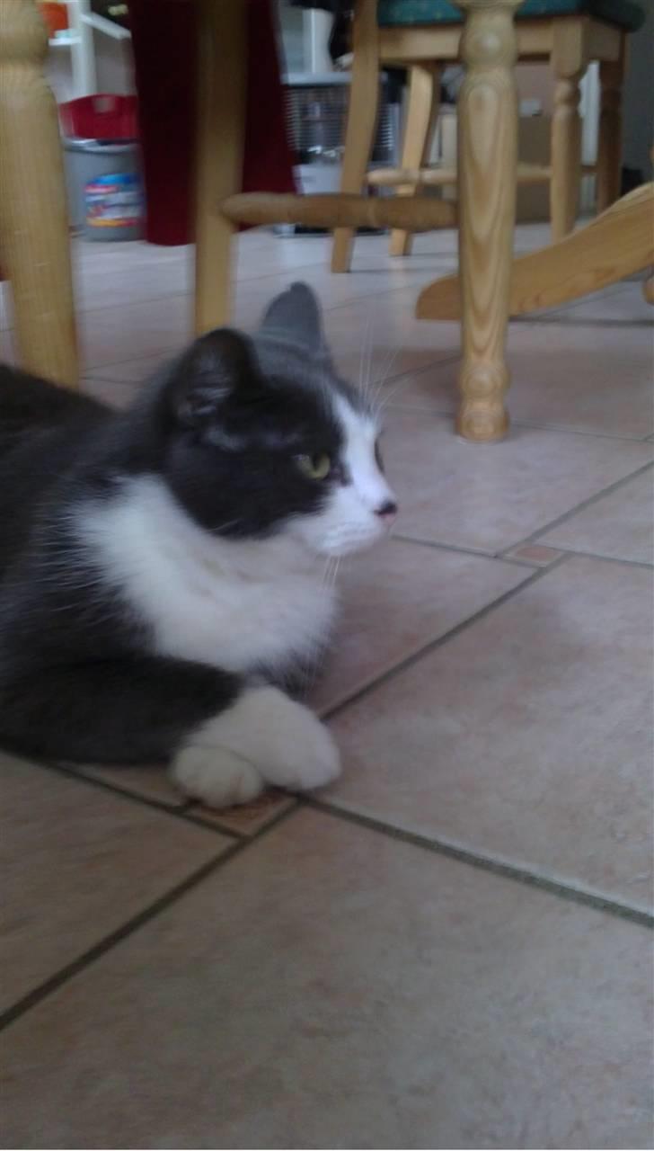 Huskat poul - Lidt kongelig har man vel lov at være? ;)<3 billede 6