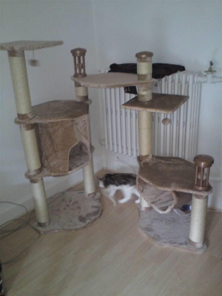 Huskat Mis billede 10