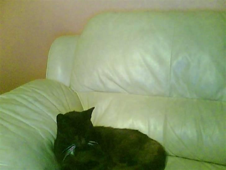 Huskat Oliver R.I.P billede 1