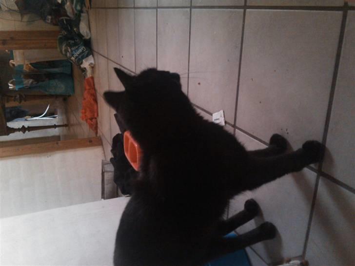 Huskat Oliver R.I.P billede 2