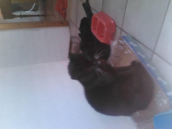 Huskat Oliver R.I.P billede 3