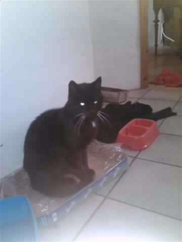 Huskat Oliver R.I.P billede 4