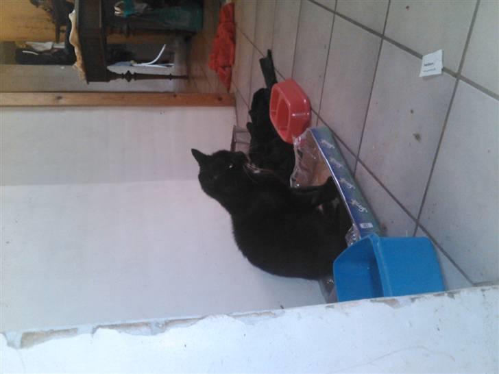 Huskat Oliver R.I.P billede 5