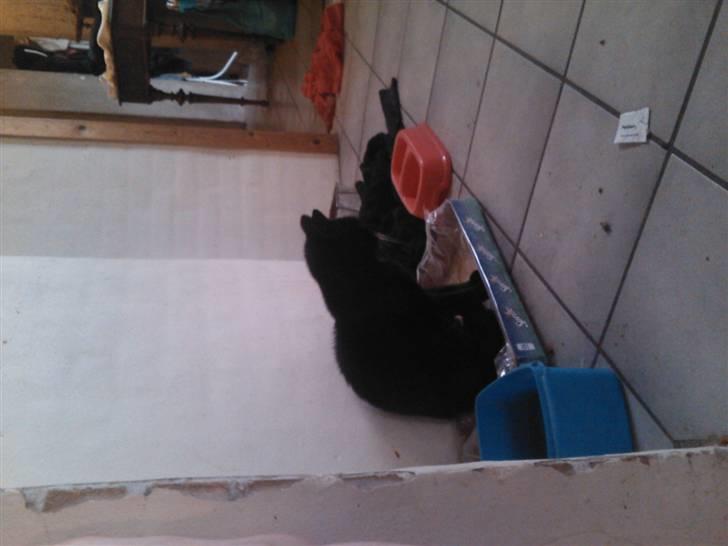 Huskat Oliver R.I.P billede 6