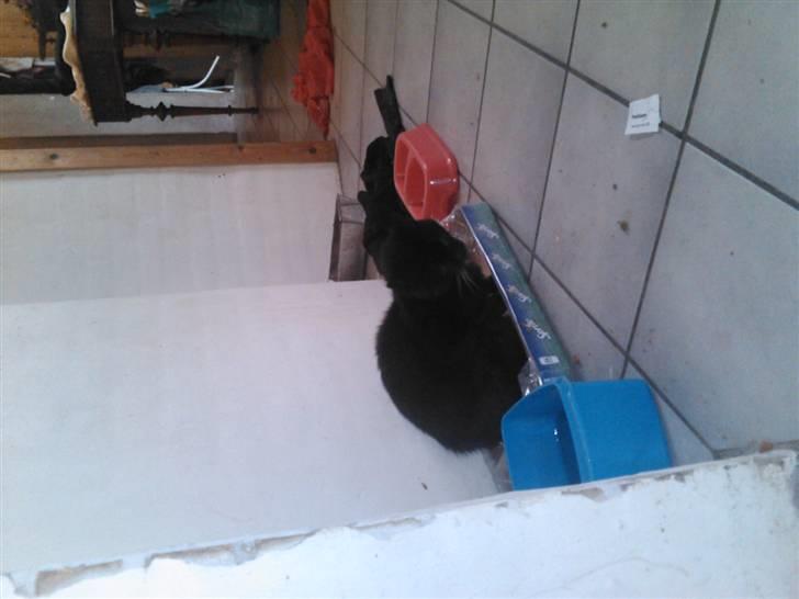 Huskat Oliver R.I.P billede 7