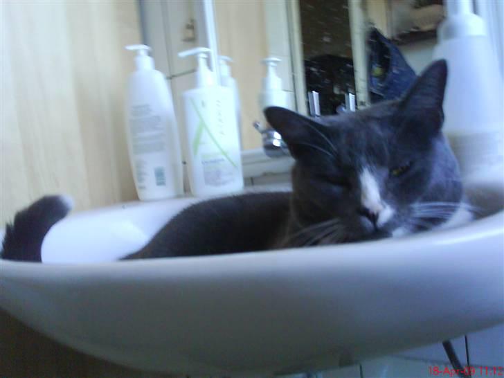 Huskat valde billede 7