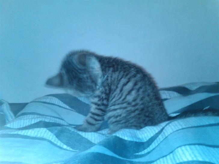 Huskat Trille billede 4