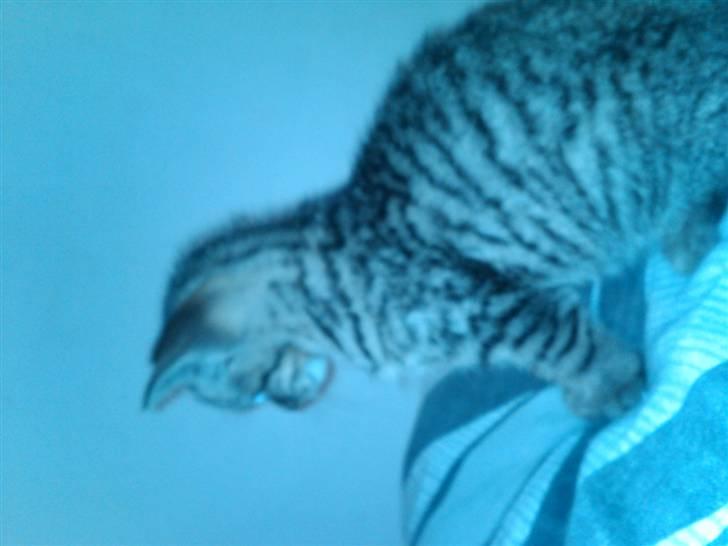 Huskat Trille billede 5