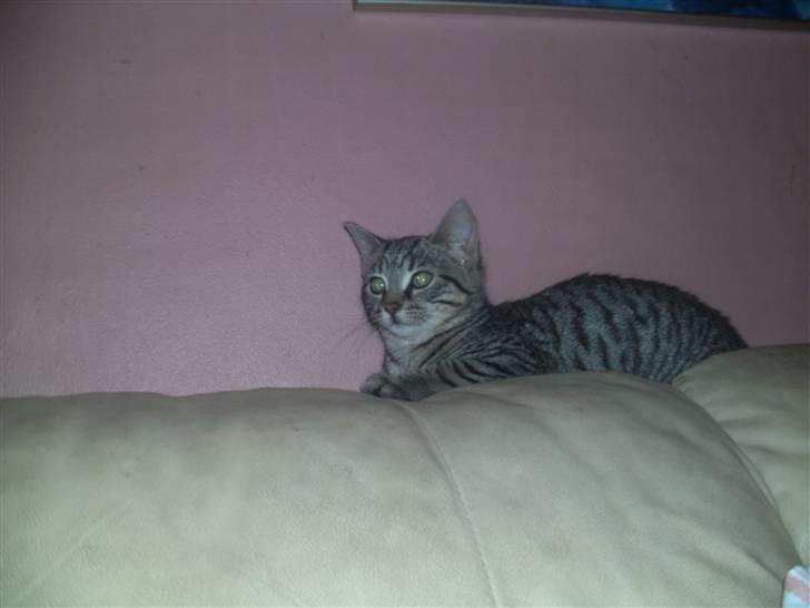 Huskat Trille billede 6